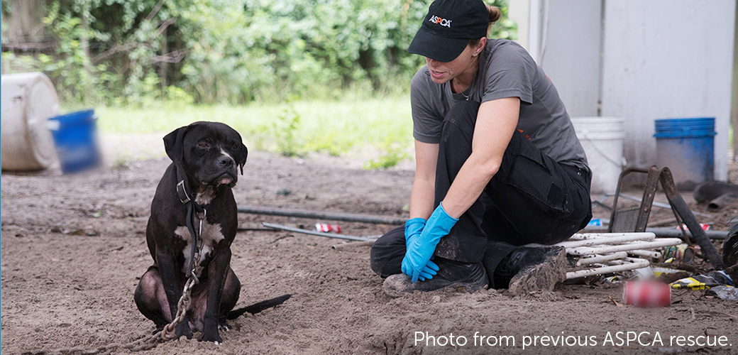 Federal Dogfighting case