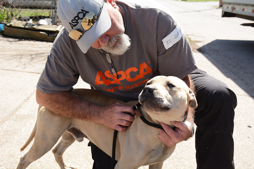 BREAKING: ASPCA Assists in Rescue of 64 Dogs from Suspected Fighting Operation