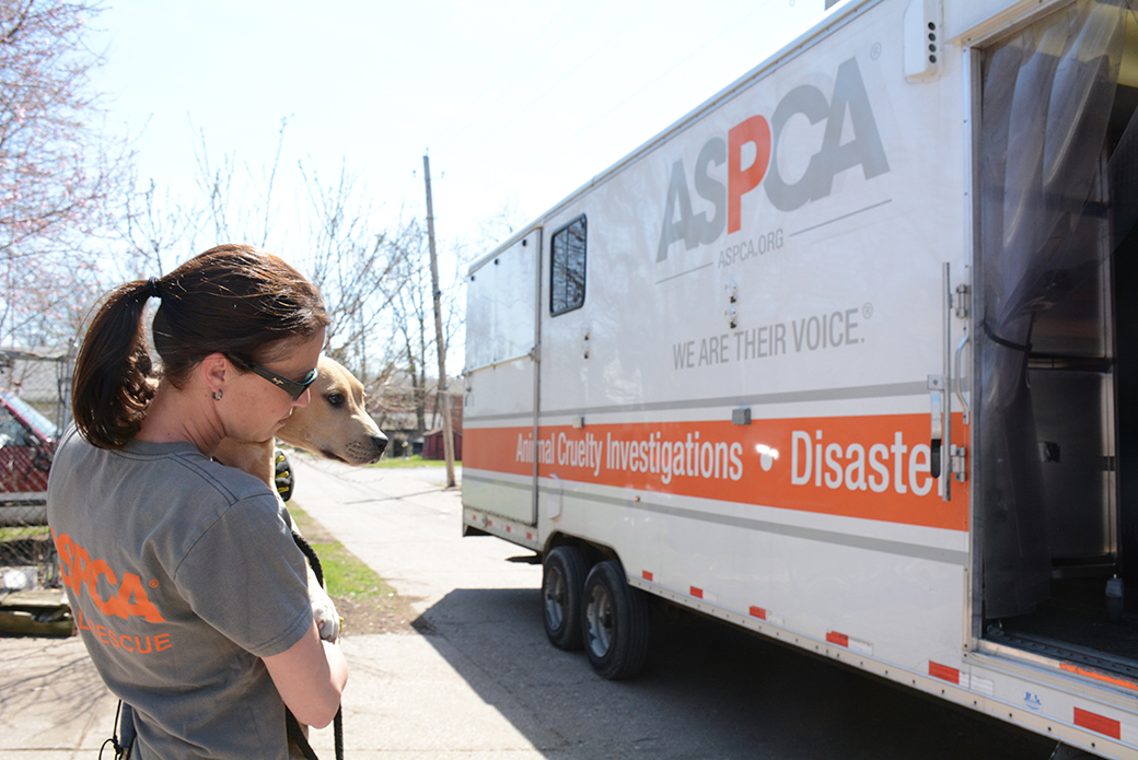 BREAKING: ASPCA Assists in Rescue of 64 Dogs from Suspected Fighting Operation