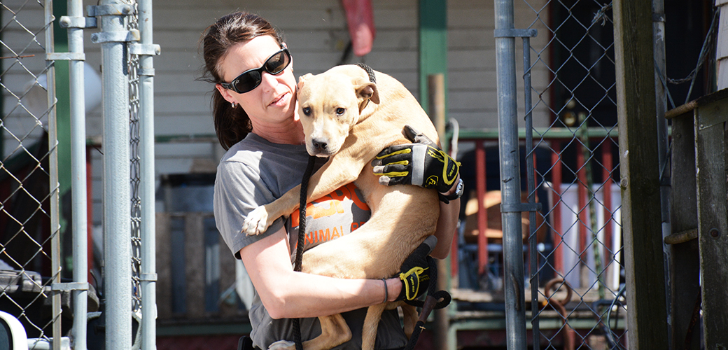 BREAKING: ASPCA Assists in Rescue of 64 Dogs from Suspected Fighting Operation