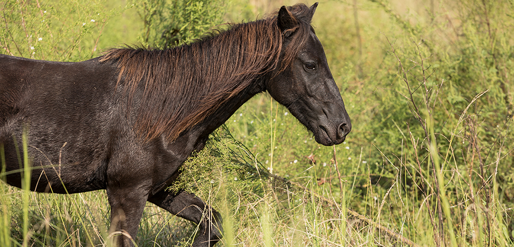 Wild horse