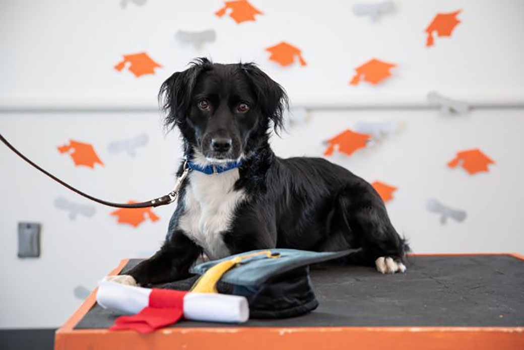 Pocus laying near her diploma and hat