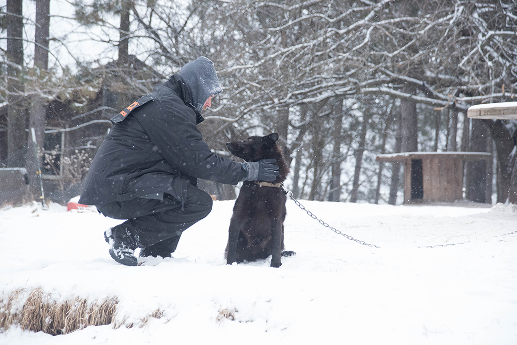 a responder with a wolf dog hyrbid