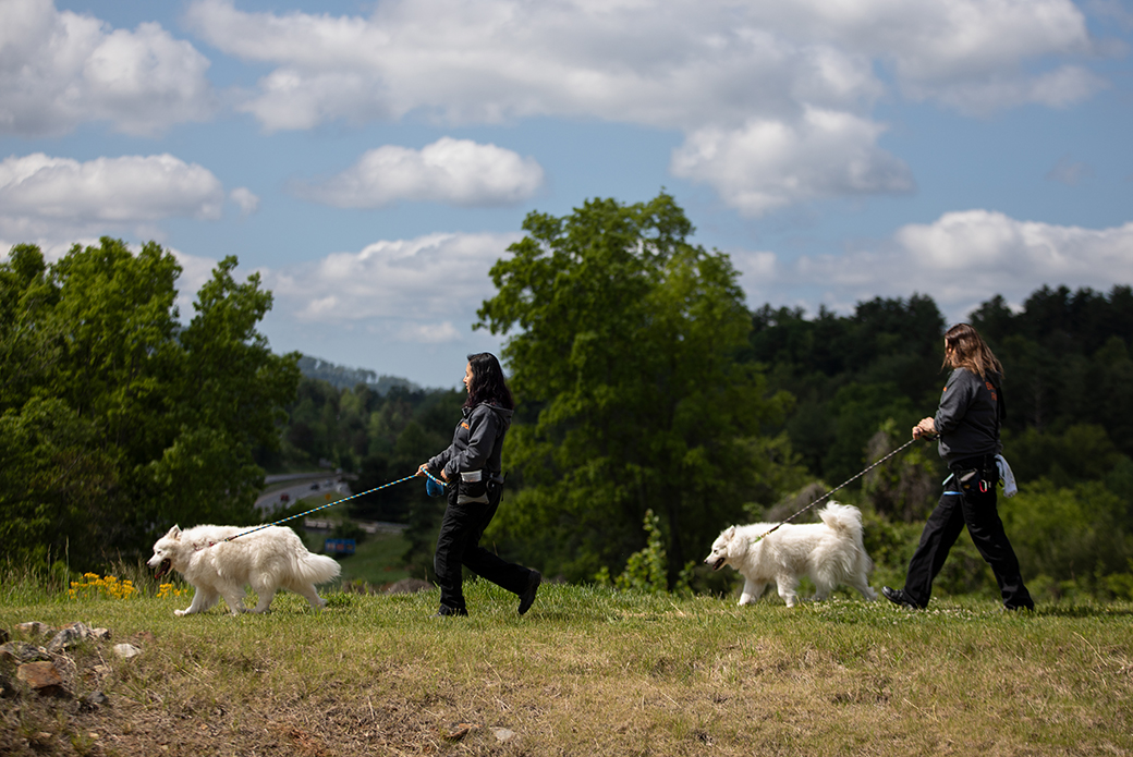 two samoyeds being walked by BRC staff