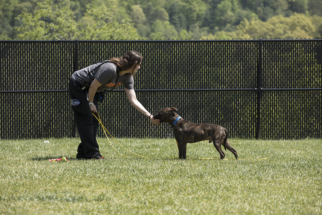 a dog being treated outside