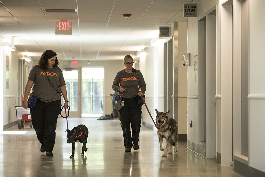 animal behavior experts walking dogs through the BRC halls