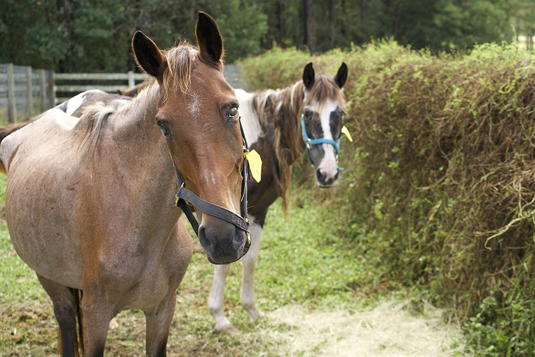 two horses