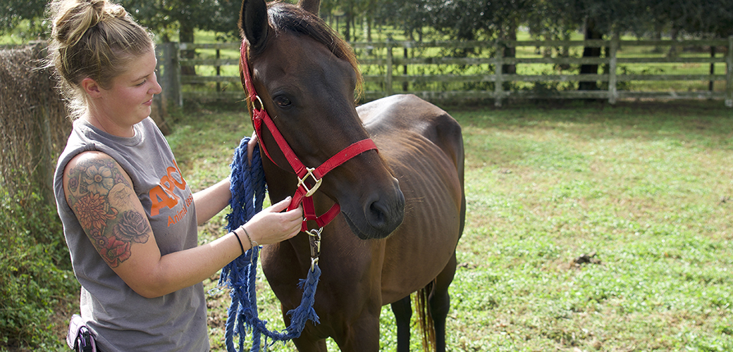 an aspca responder with a horse