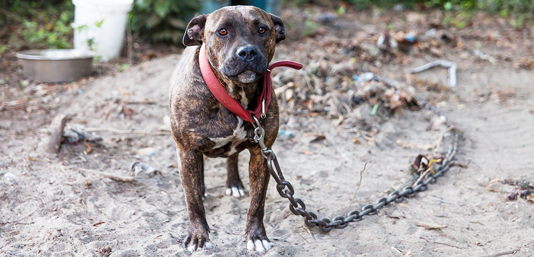 BREAKING: ASPCA Rescues Seven Dogs from Florida Fighting Ring