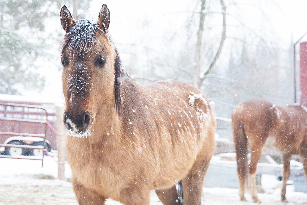 Horse caught in the snow