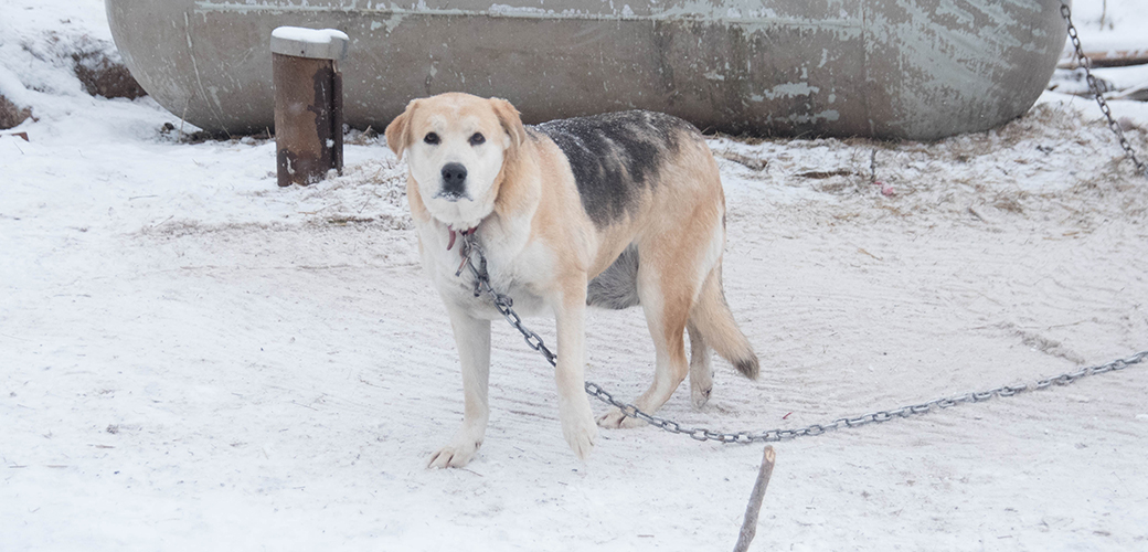 Dog chained outside