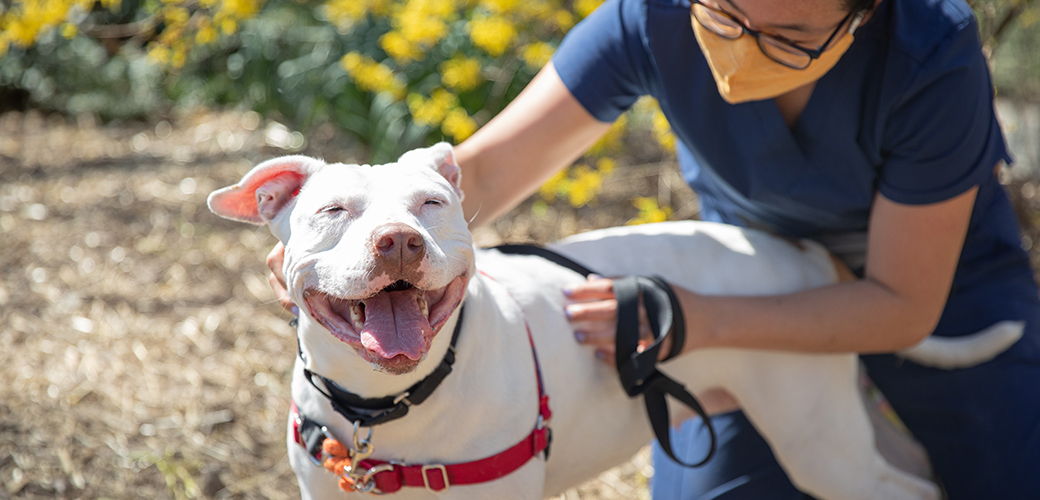 a woman with a white pitbull