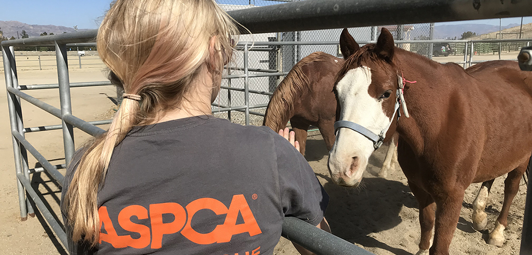 an aspca responder with a horse