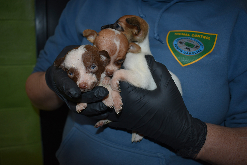 rescued puppies being carried