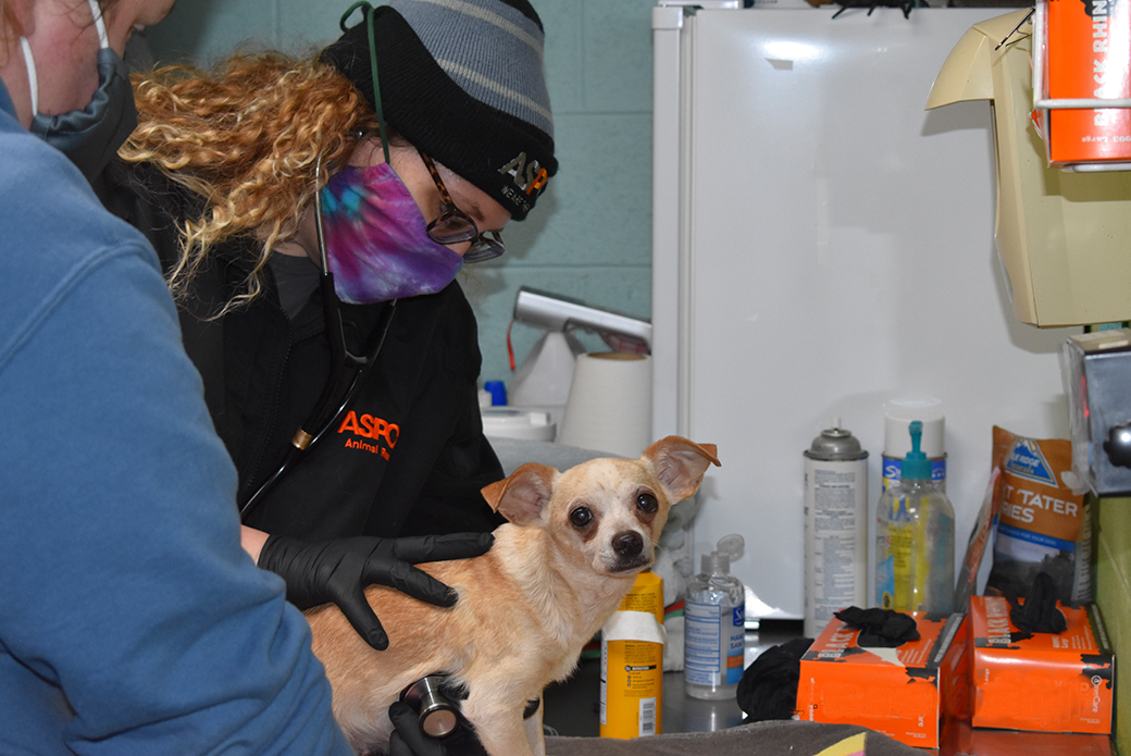 a rescued dog being examined