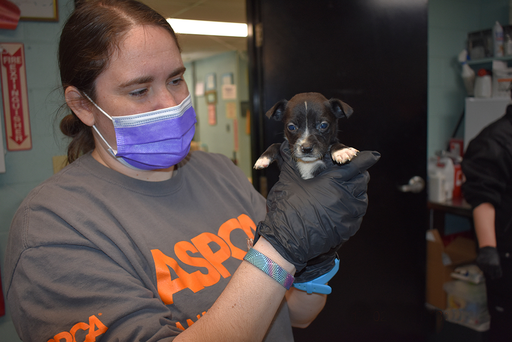 a puppy being examined