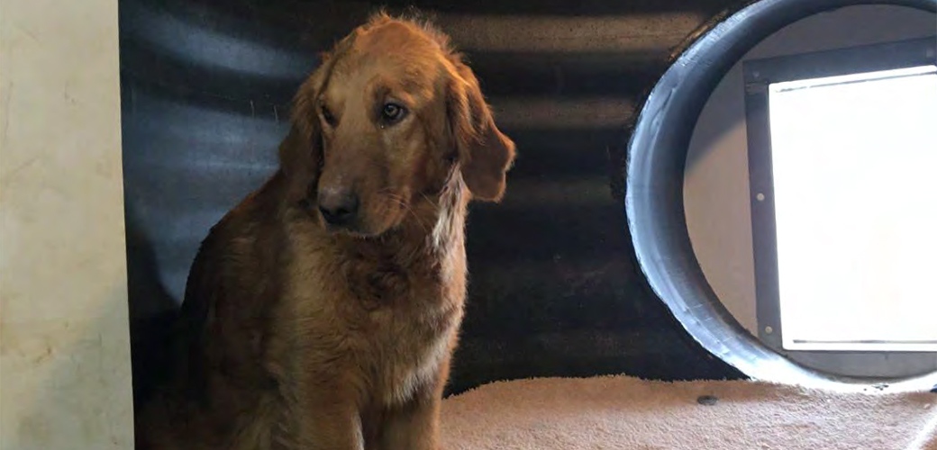 a dog at a commercial breeder