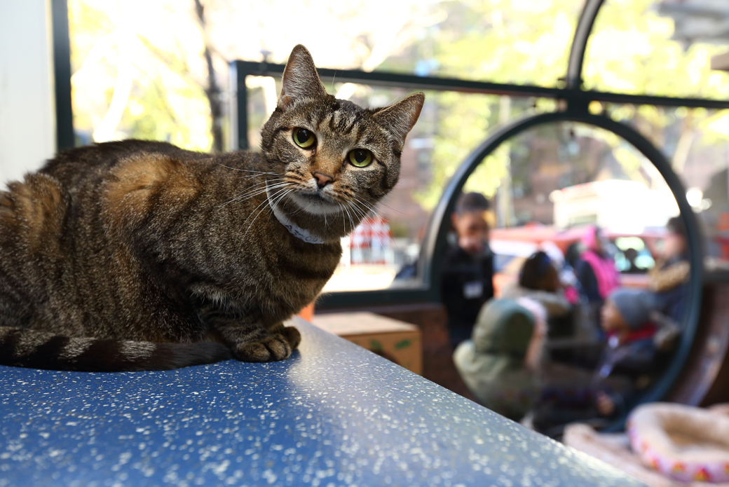 a cat waiting to be adopted