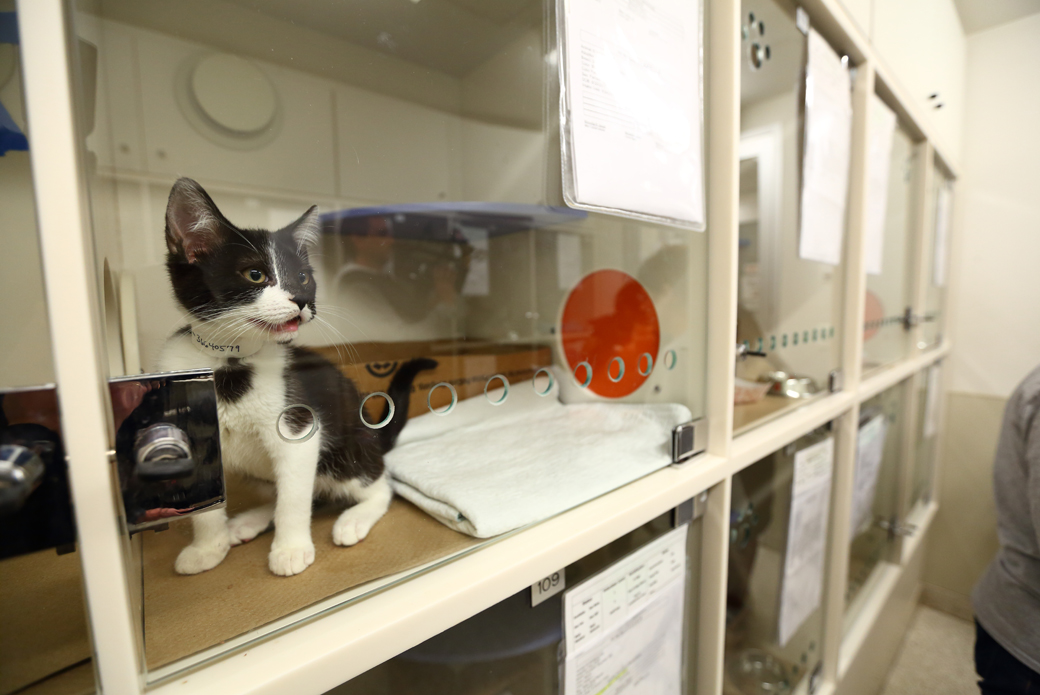 a kitten waiting to be adopted