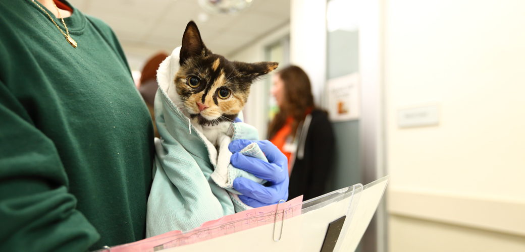 a kitten being adopted