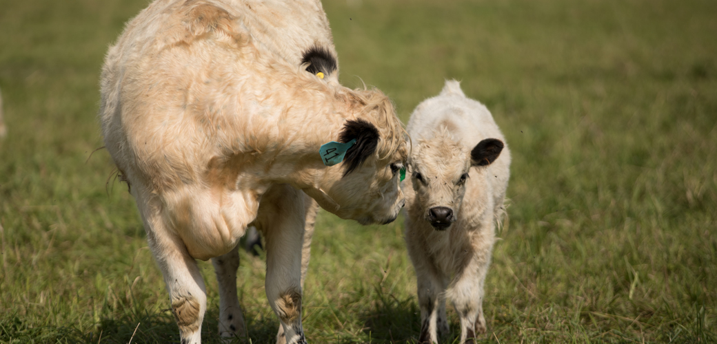 a cow and her calf