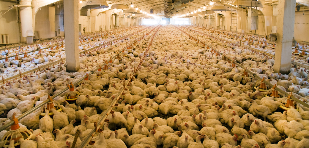 factory farmed chickens