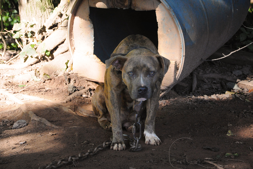 a sad chained dog