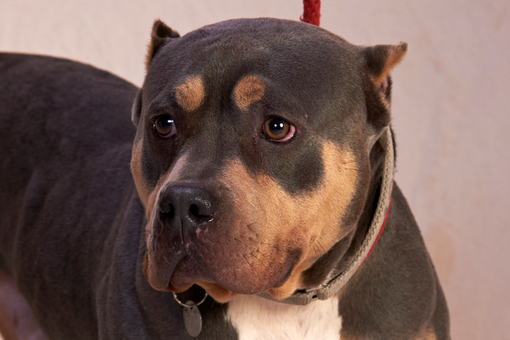 a pitbull with cropped ears