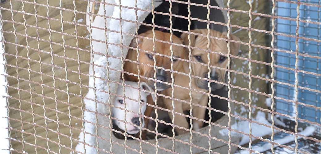 puppies in a cage