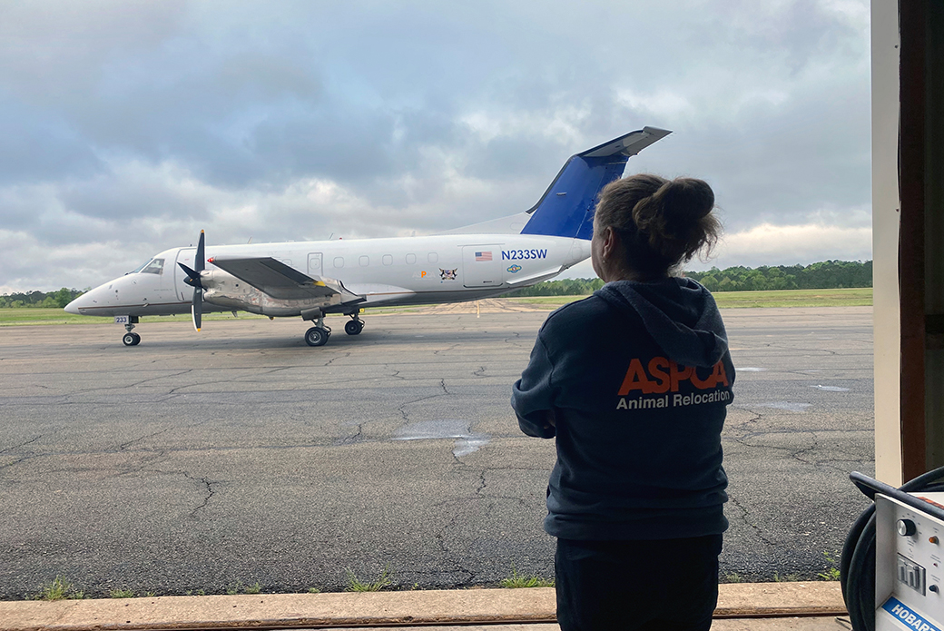 ASPCA relocation staff looking at a small plane