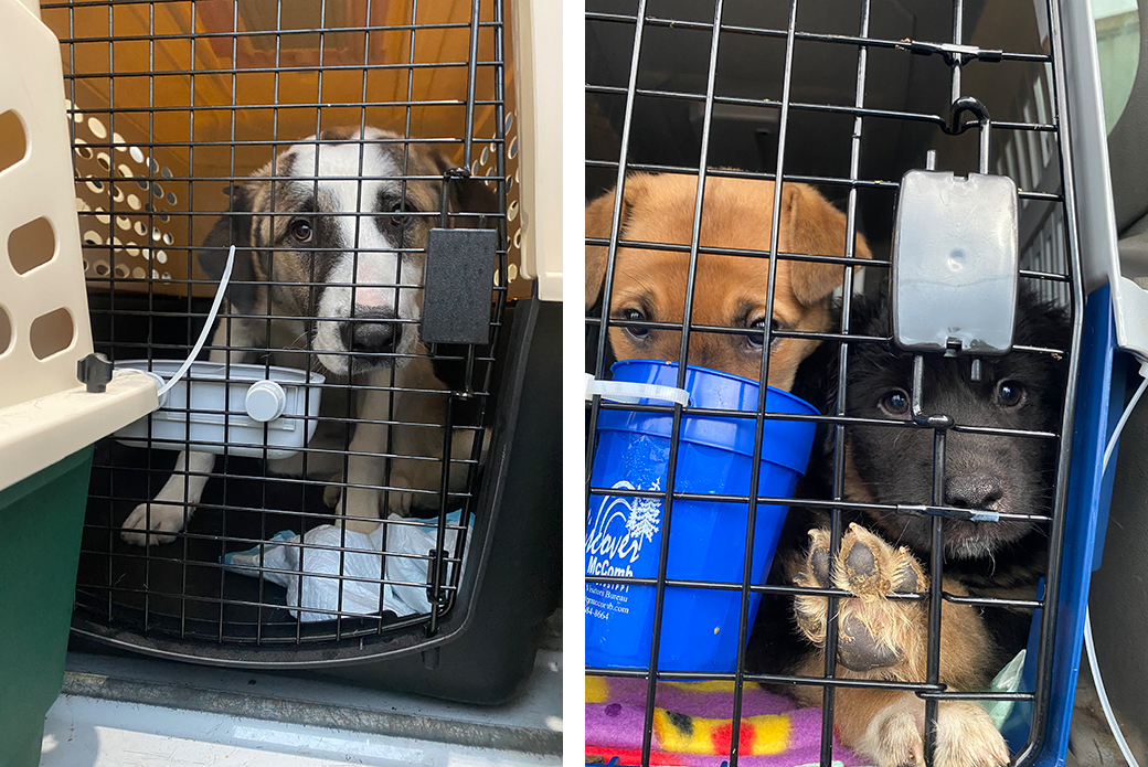 rescued puppies in transport