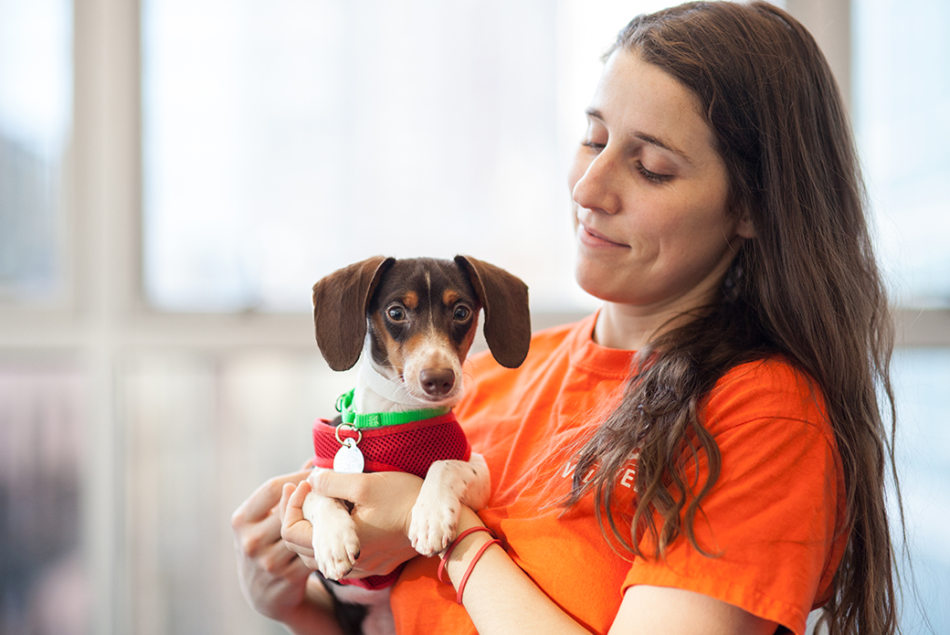 ASPCA staff holding a small dog