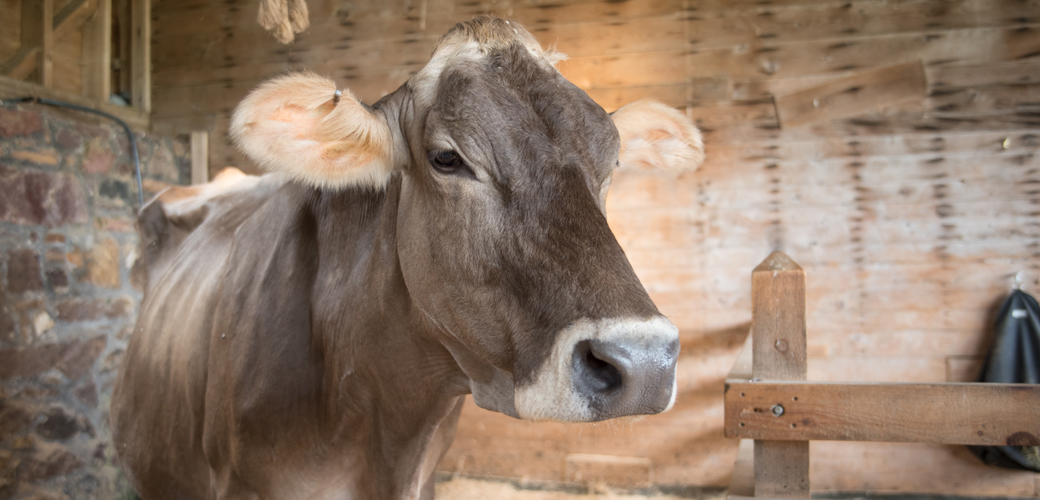 a cow in a barn