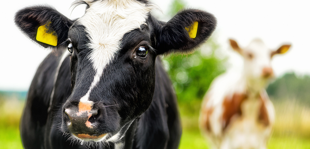 a black and white cow