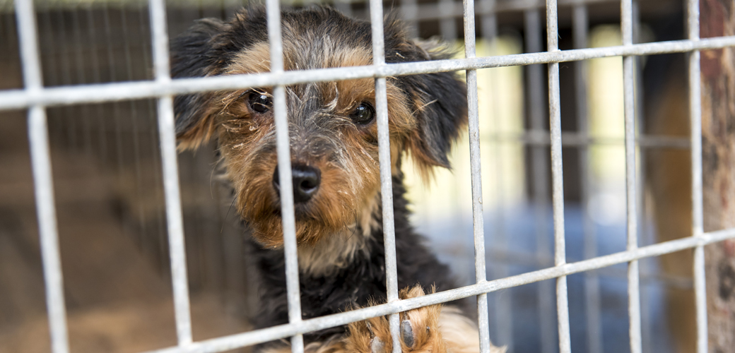 a puppy in a cage