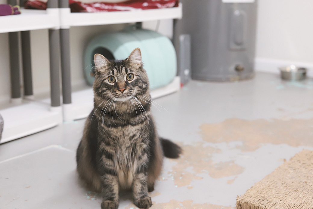 a medium hair tabby cat