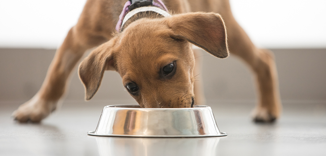 a puppy eating from a bowl