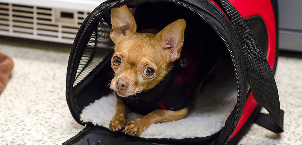 a small dog in a carrier