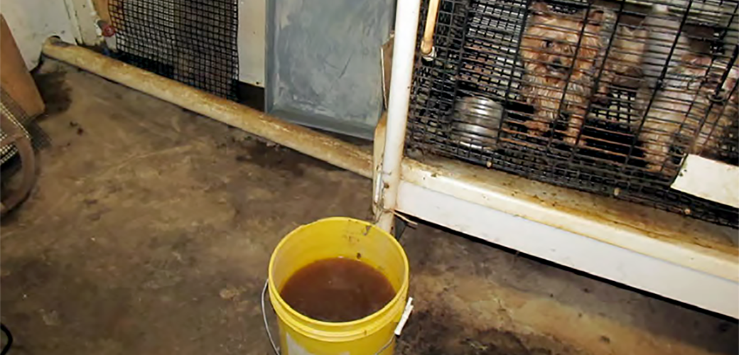 two dogs in a dirty cage near a yellow bucket filled with sewage