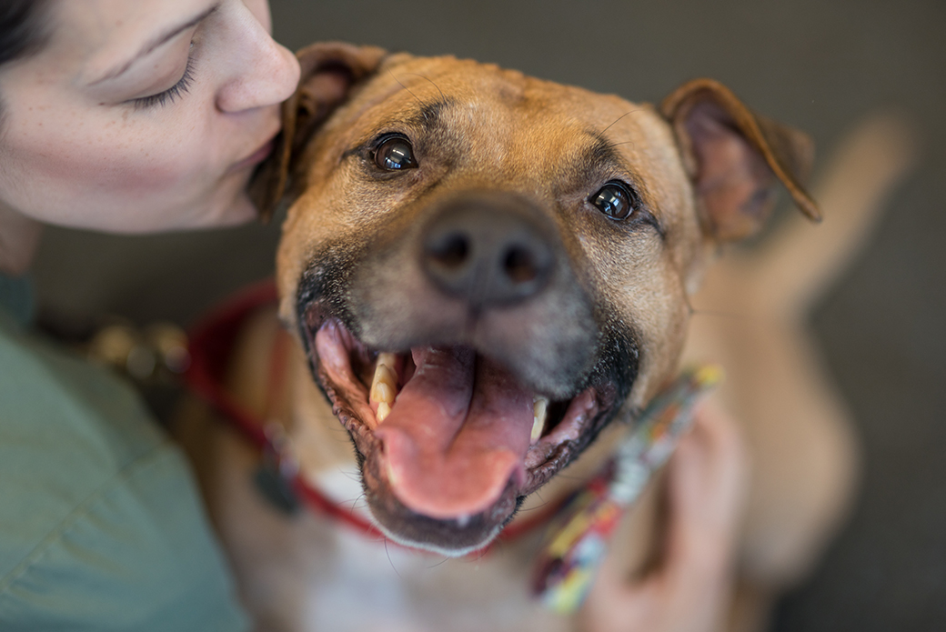 Orson, a brown pitbull, looking happy at the camera