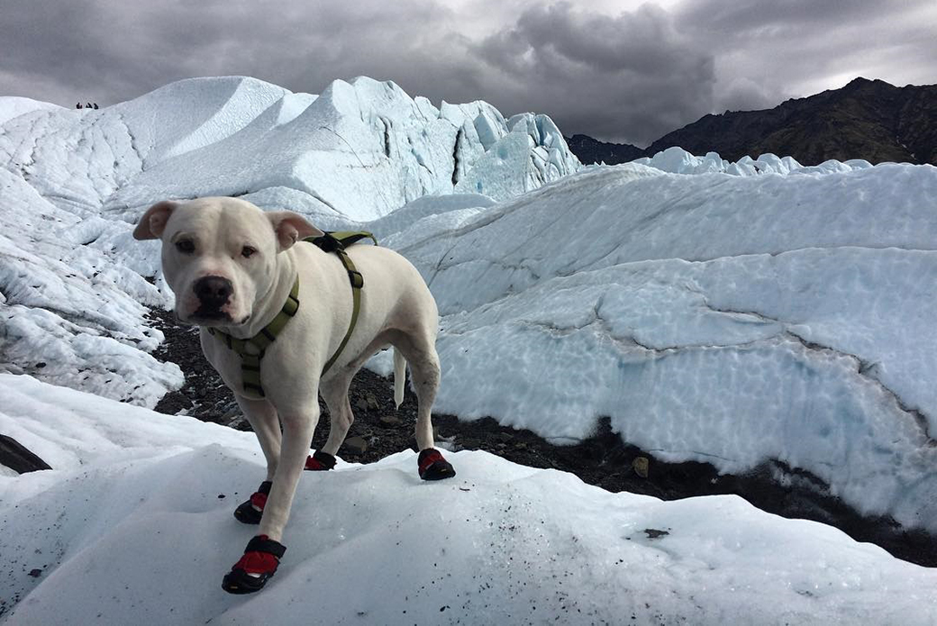 Buddy hiking on a glacier