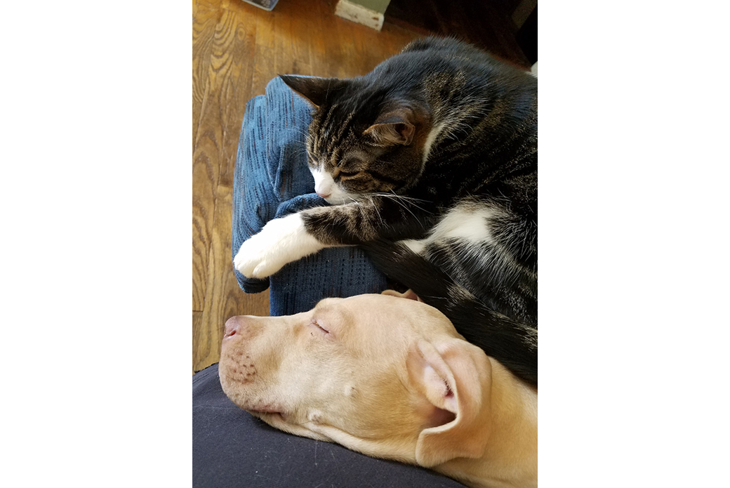 Xander resting with a cat