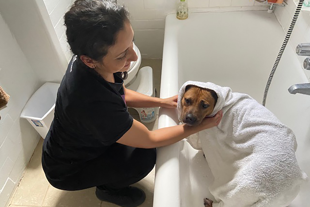 Soba drying off after a bath