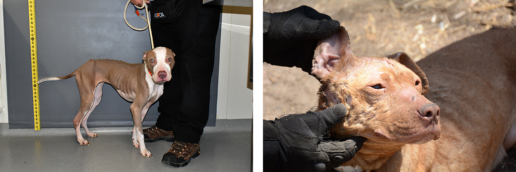 Dogs being examined