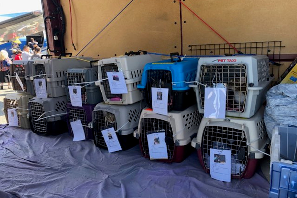 crates with cats waiting to be transported