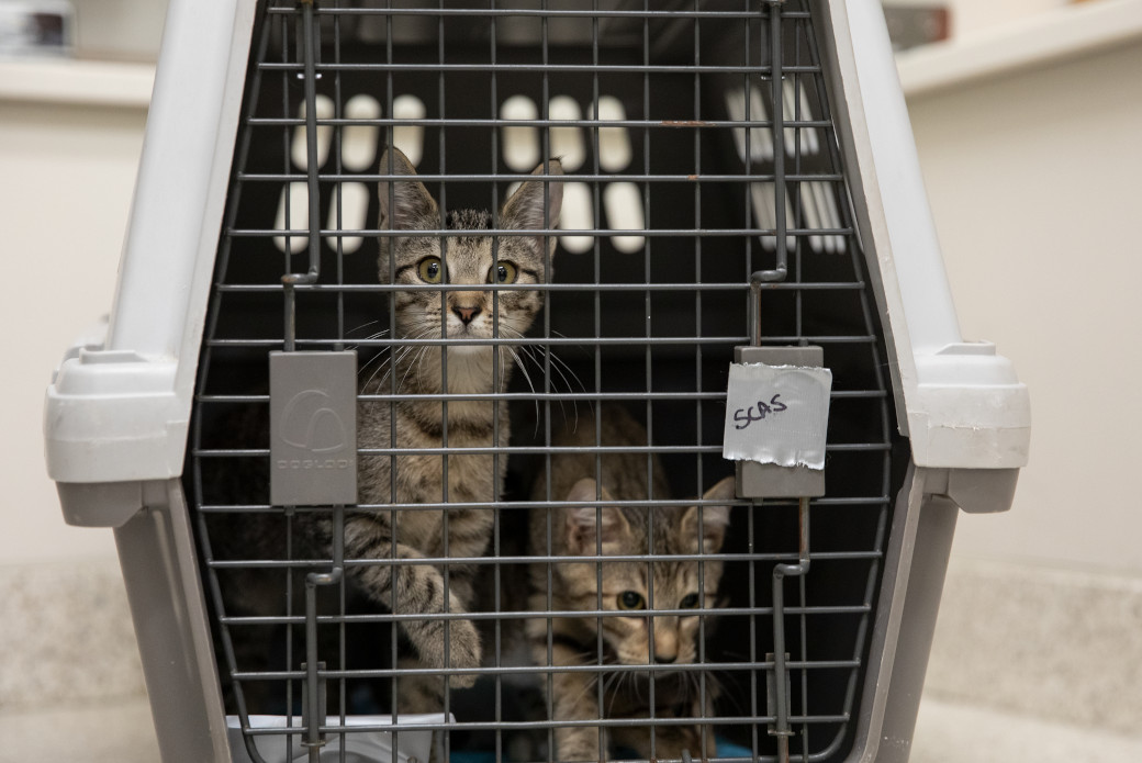 two cats in a crate