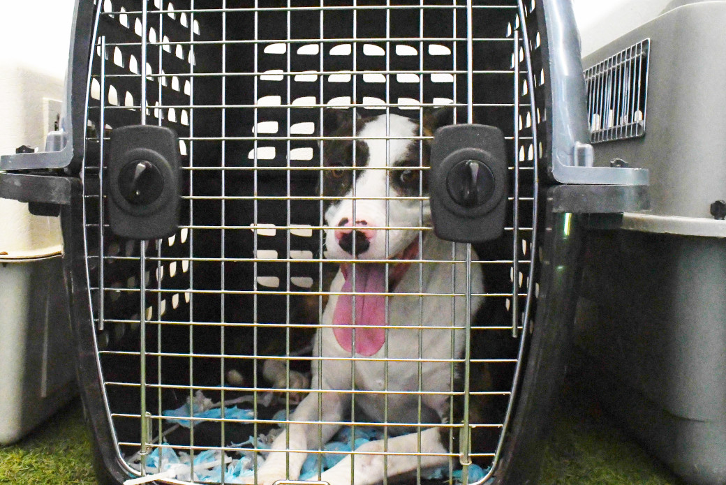 a dog laying in a crate with its tongue out