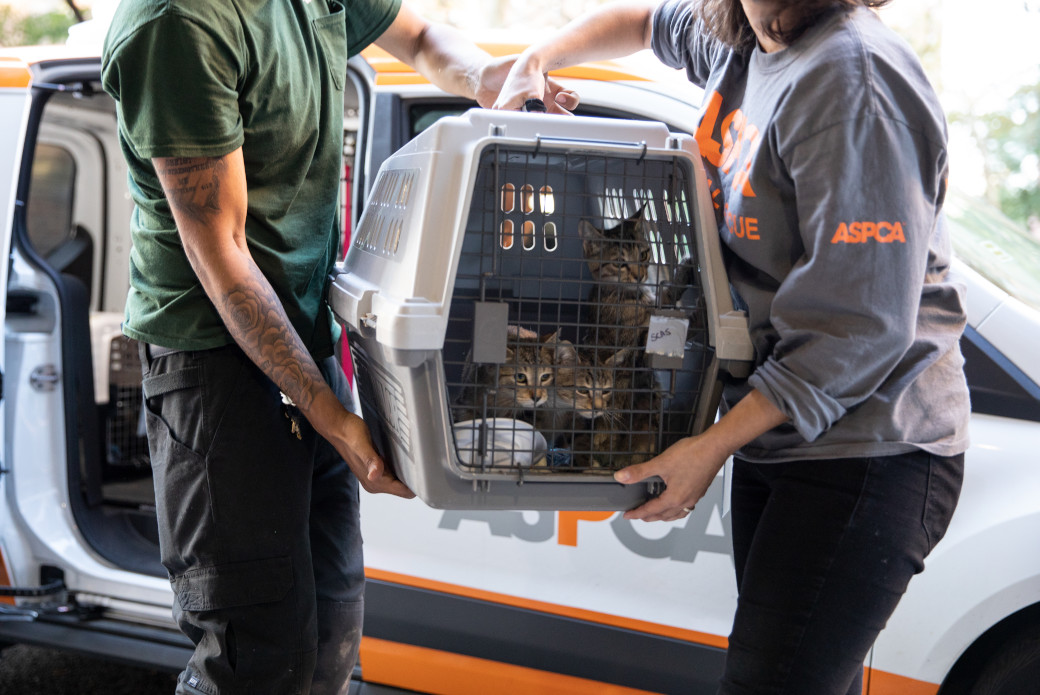 three cats in a crate being transported