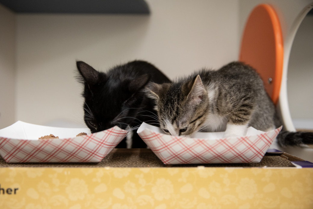 two kittens eating