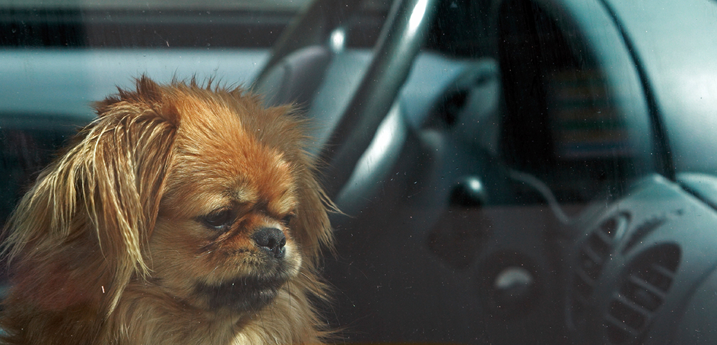 Download and Share Our Hot Weather Infographic to Prevent Pets from Suffering in Hot Cars